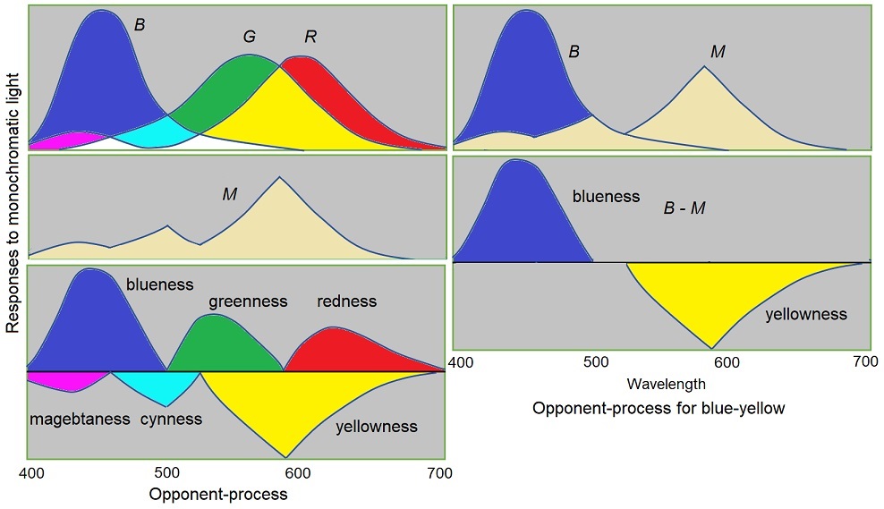 用译码模型解释色觉 Explaining Colour Vision with the Decoding Model